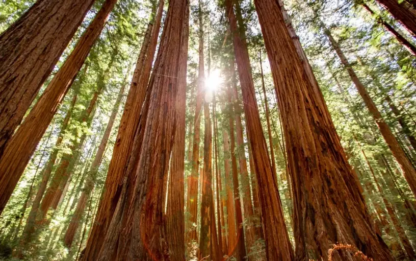 redwood national park itinerary