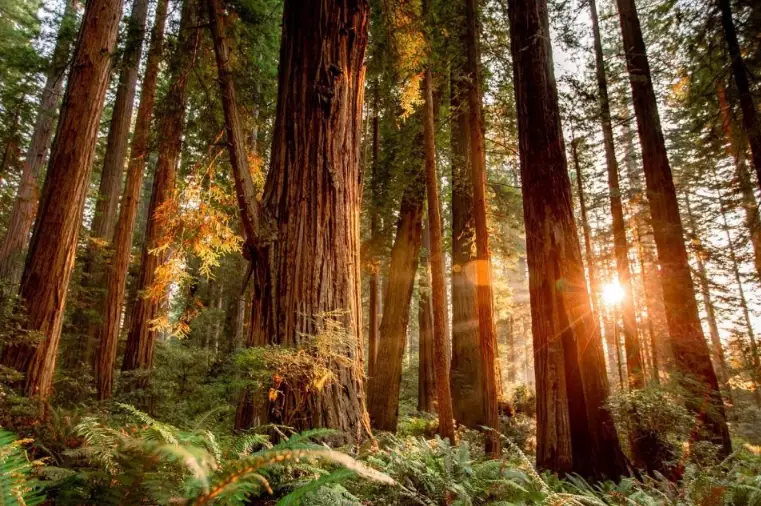 redwood national park hiking