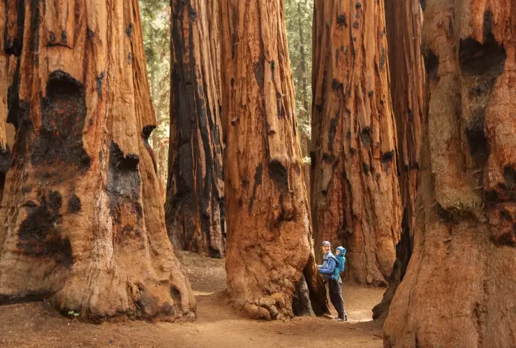 redwood national park hiking