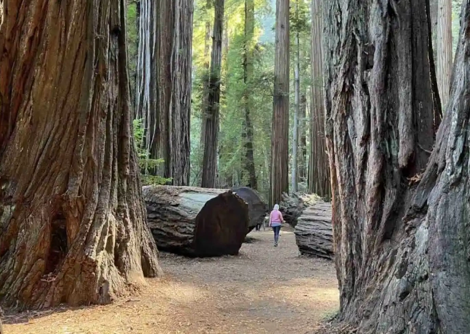 redwood national park camping