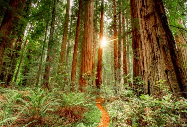 redwood national park camping