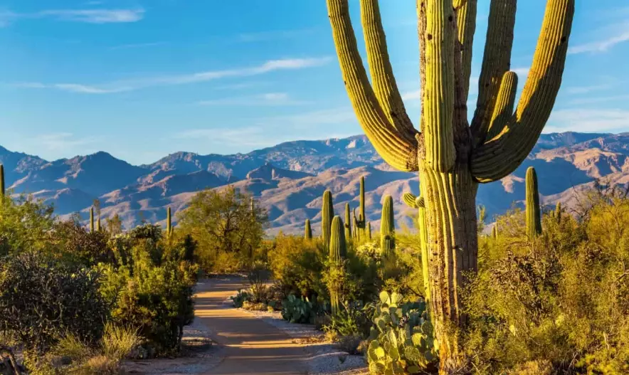 arizona cactus species