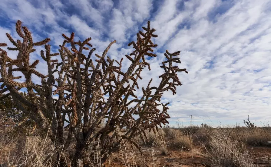 new mexico cactus species