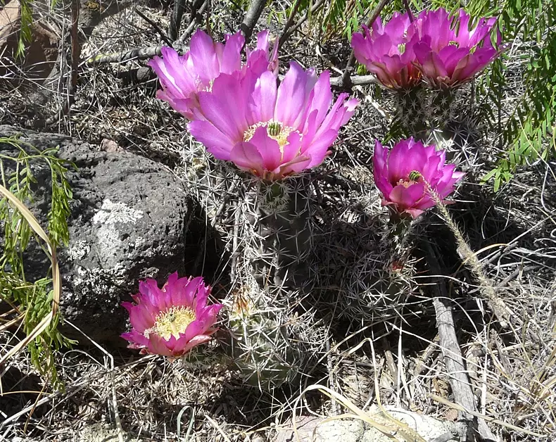 cactus garden new mexico