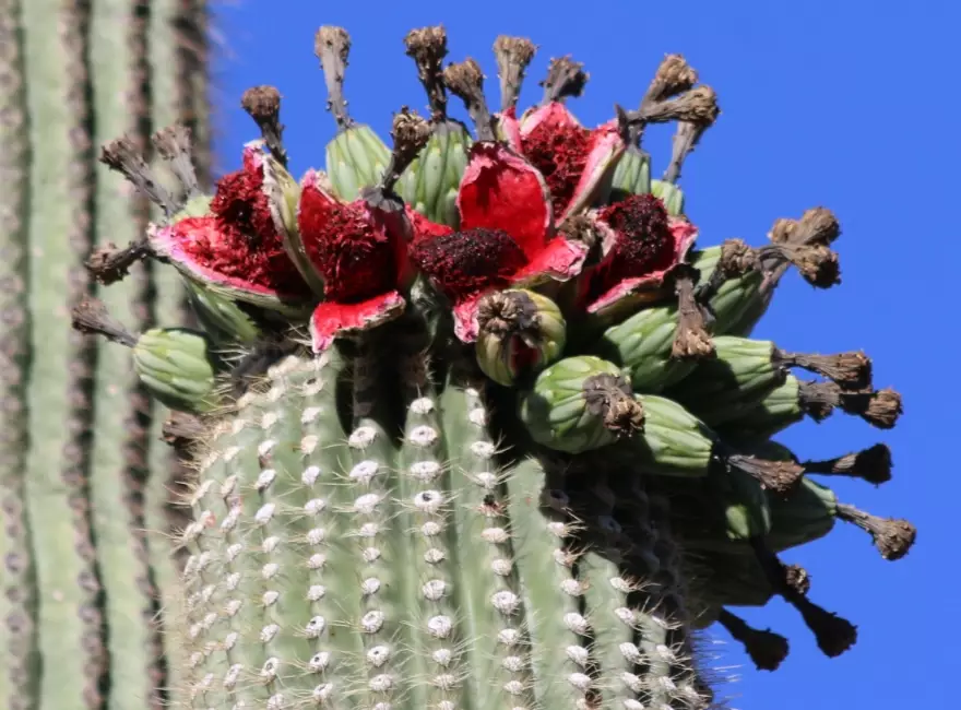 desert landscaping plants