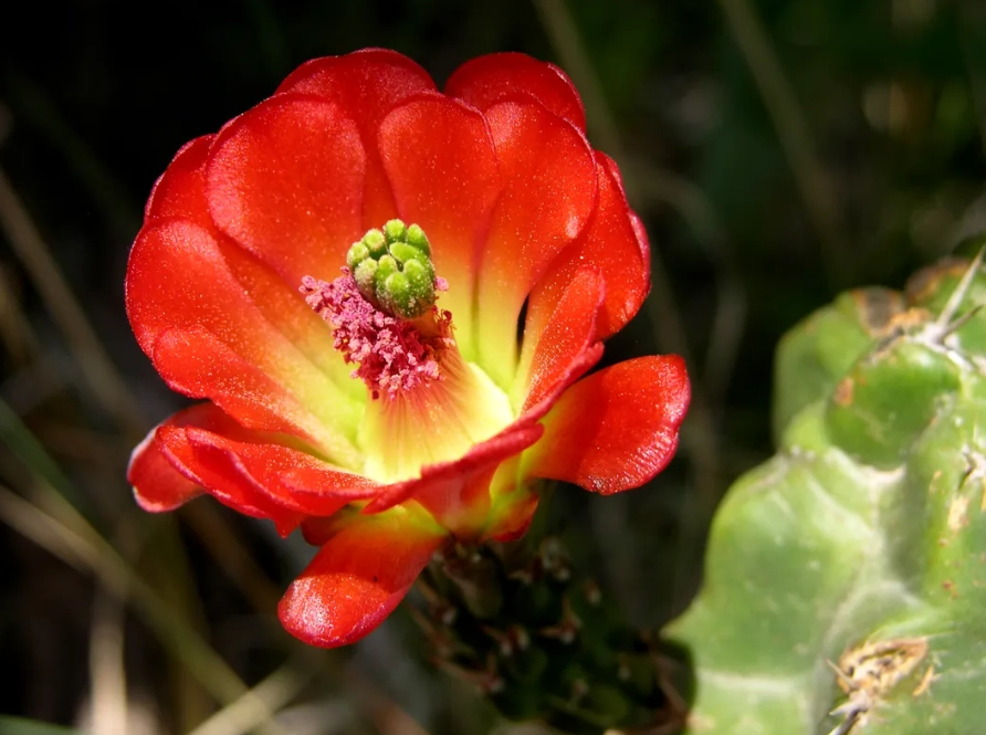 new mexico cactus species