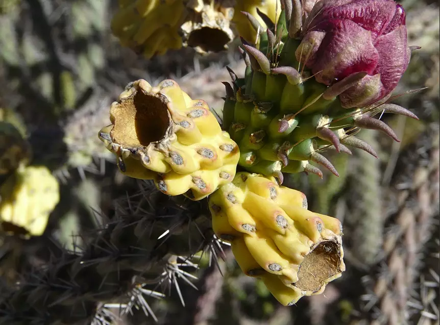 cactus garden new mexico
