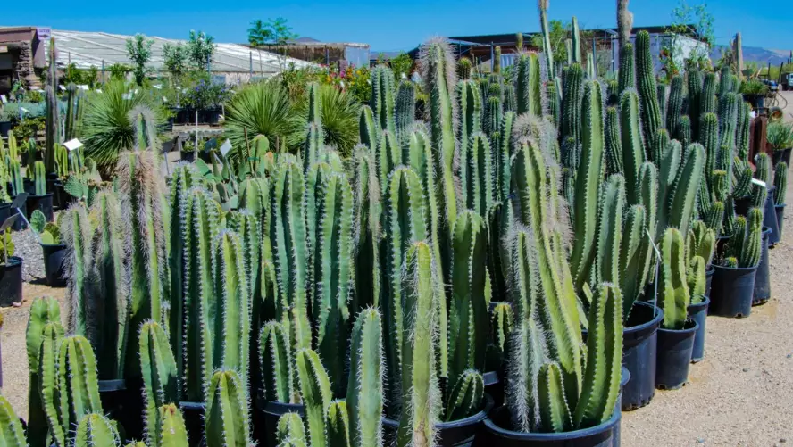 identify arizona cactus