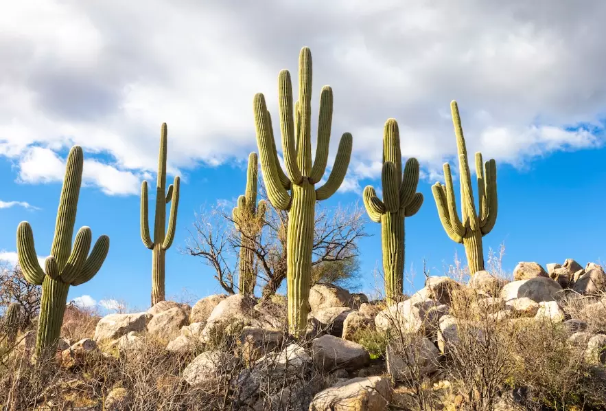 desert landscaping plants