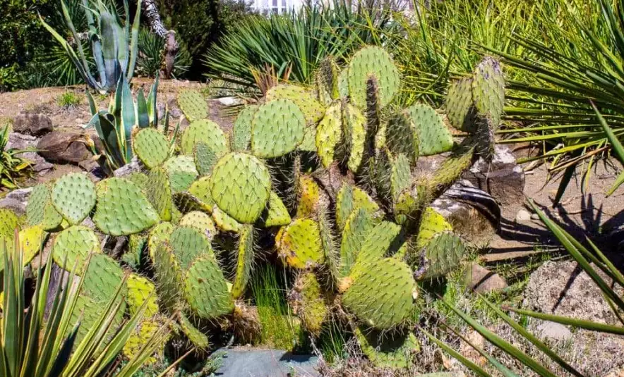 cactus variety arizona