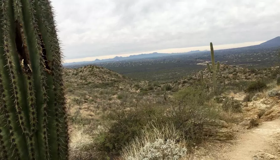 Saguaro National Park hiking