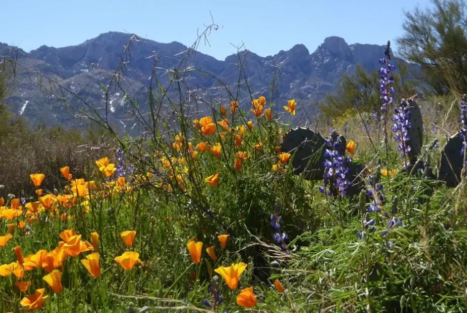 best places to see wildflowers in Arizona
