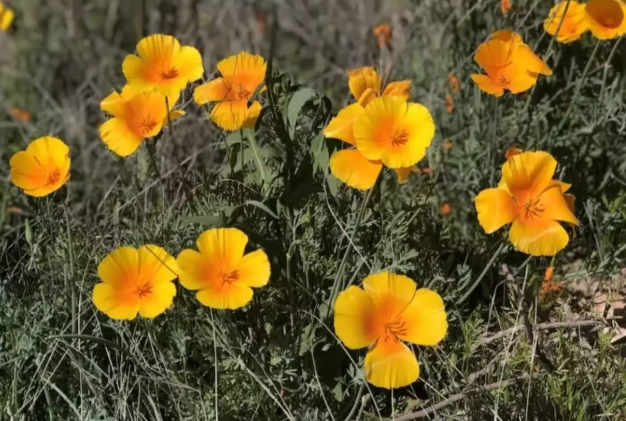 best places to see wildflowers in Arizona