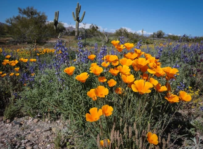 best places to see wildflowers in Arizona