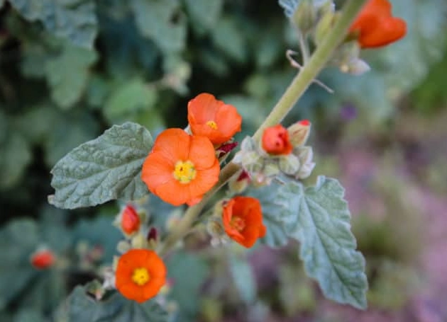 Arizona wildflower season