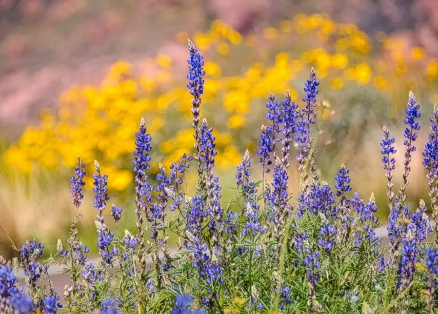 Arizona wildflower season