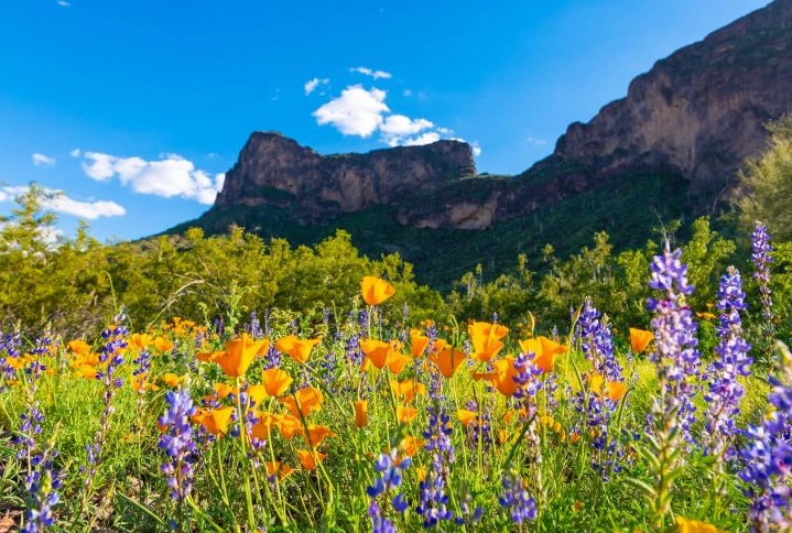 Arizona wildflowers identification