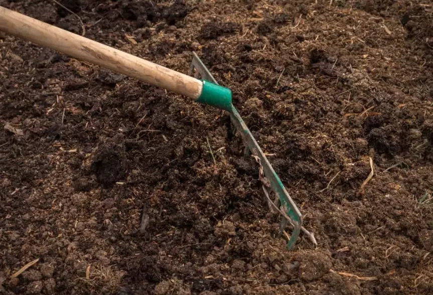 seed germination