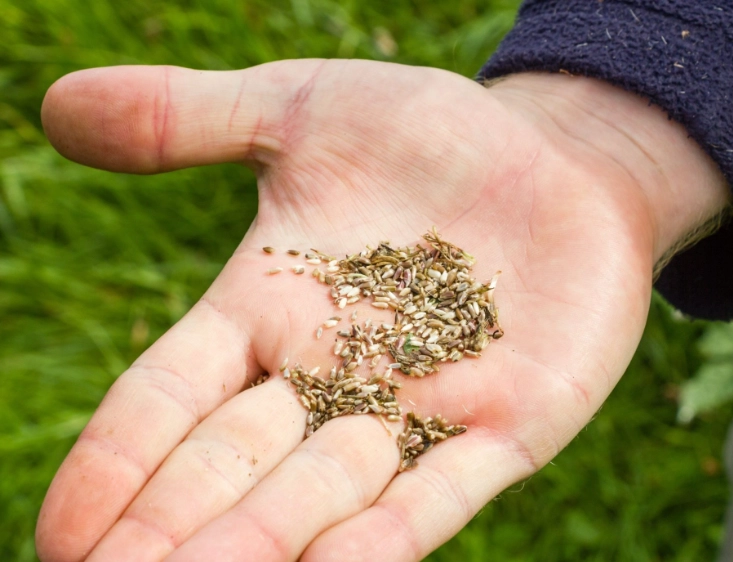 seed germination